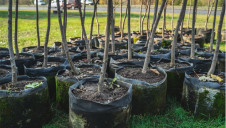 Tree planting is a common form of offsetting